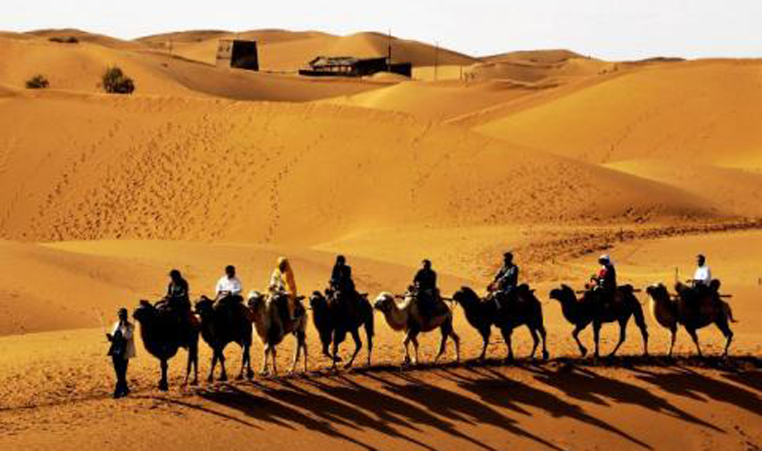 For centuries camels were used to transport people and goods across the 4,000-mile-long Silk Road.