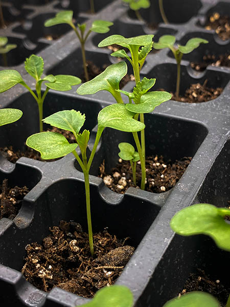 seedings growing in nursery-type planters