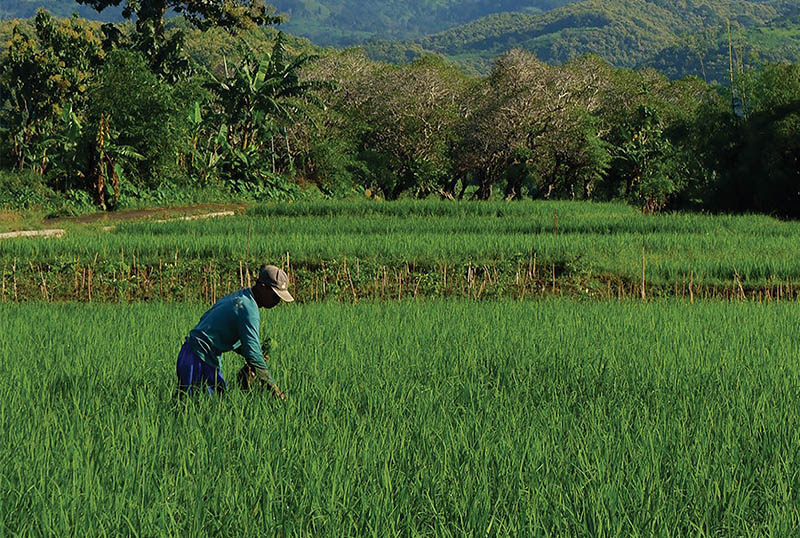 A man working in a rice field in Southeast Asia